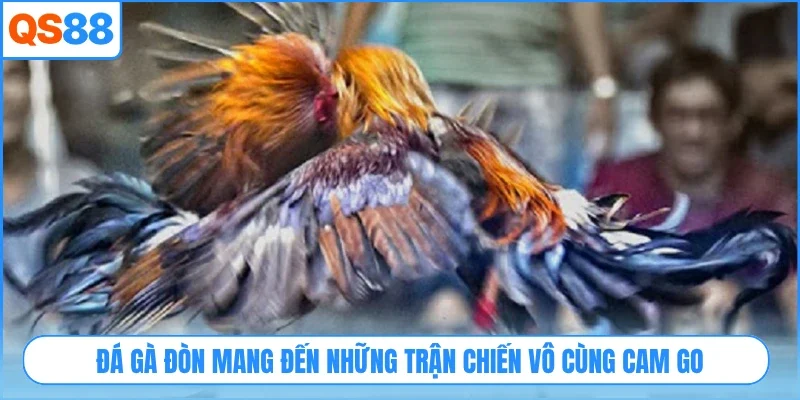 Đá gà đòn mang đến những trận chiến vô cùng cam go