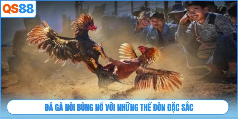 Đá gà nòi bùng nổ với những thế đòn đặc sắc