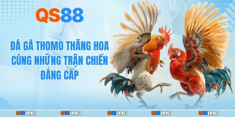 Đá Gà Thomo Thăng Hoa Cùng Những Trận Chiến Đẳng Cấp