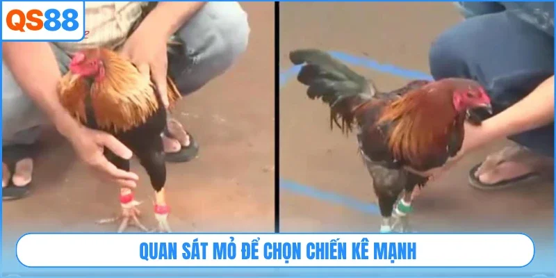 Quan sát mỏ để chọn chiến kê mạnh