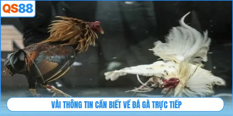 Vài thông tin cần biết về đá gà trực tiếp